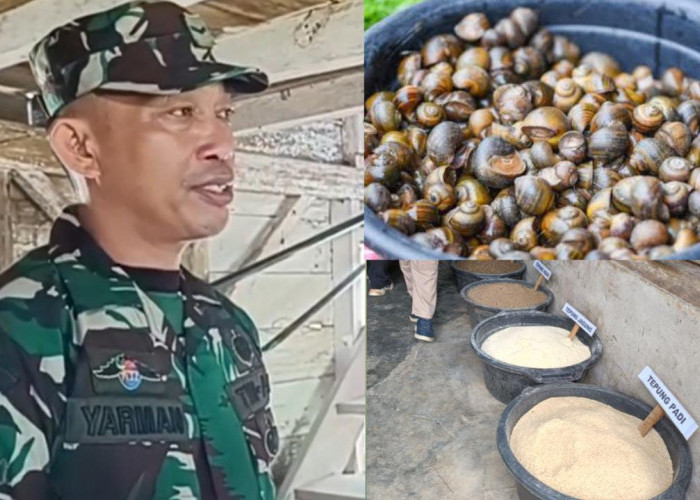 Mengandung Protein Tinggi, Prajurit TNI di Bengkulu Olah Keong Sawah Dijadikan Pelet Ikan
