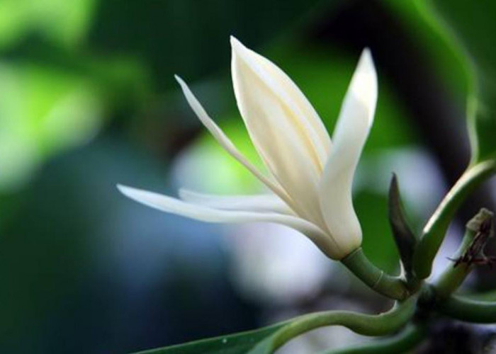 8 Khasiat dan Kegunaan Bunga Kantil dalam Dunia Spiritual, Diantaranya Mendeteksi Kesucian Calon Pengantin