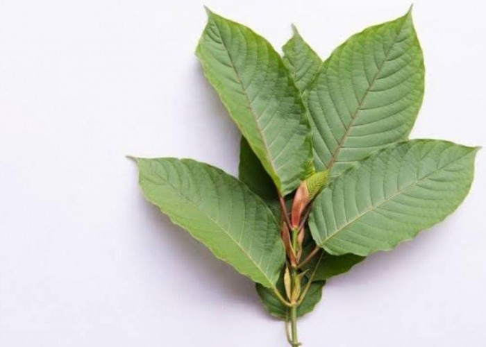 5 Fakta Menarik Tentang Daun Kratom, Tanaman Herbal Berefek Candu yang Dilarang di Indonesia