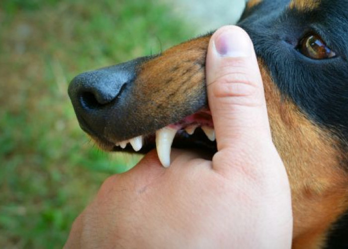 Gigitan Anjing Rabies Picu Hydropobia hingga Kematian, Pemilik Sebaiknya Lakukan Tindakan Pencegahan Ini