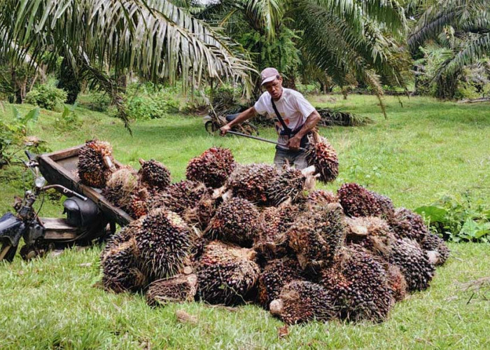 Menarik! Menjamur Usaha Timbangan TBS di Bengkulu Utara, Diduga Belum Kantongi Izin