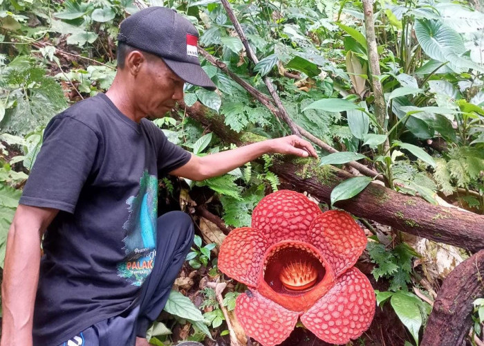 Bunga Raflesia Kembali Mekar di Palak Siring Kemumu, Bengkulu Utara