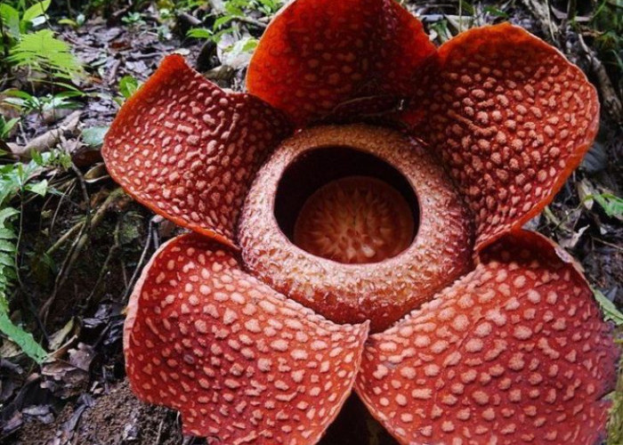 Catat, Ini 5 Lokasi untuk Melihat Bunga Rafflesia Arnoldi di Bengkulu