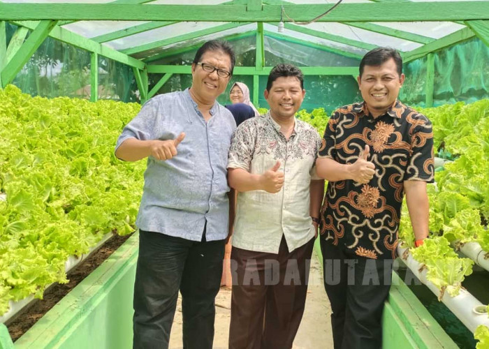 Berkebun Hidroponik, Warga Tanjung Dalam Raup Cuan Jutaan Rupiah