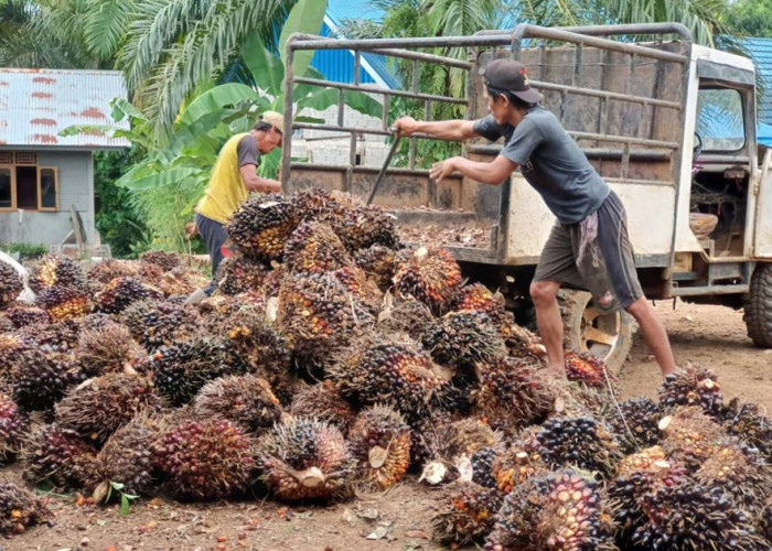Harga Sawit Anjlok, Ini Harapan Petani