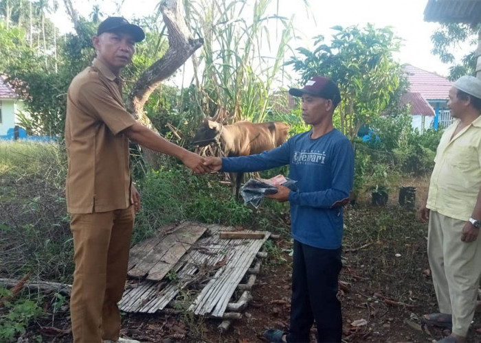 Warga Air Putih Dapat Sapi Kurban dari Perusahaan Batu Bara