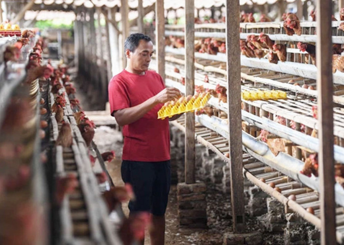 Harga Pakan dan Pasokan Luar Daerah Tekan Peternak Ayam di Bengkulu Utara