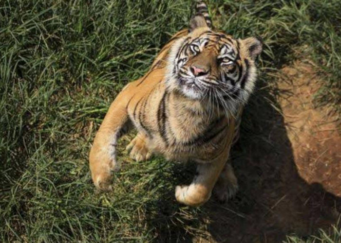 Perangkap Harimau di Limas Jaya Tak Jadi Dipasang, Ini Alasan BKSDA