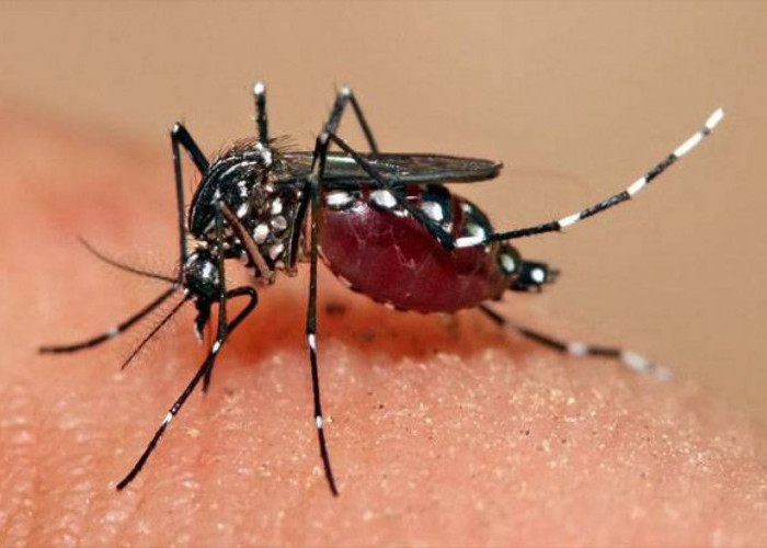 Berikut Fakta Tentang Nyamuk Aedes Aegypti yang Disebut Jenis Nyamuk Bangsawan