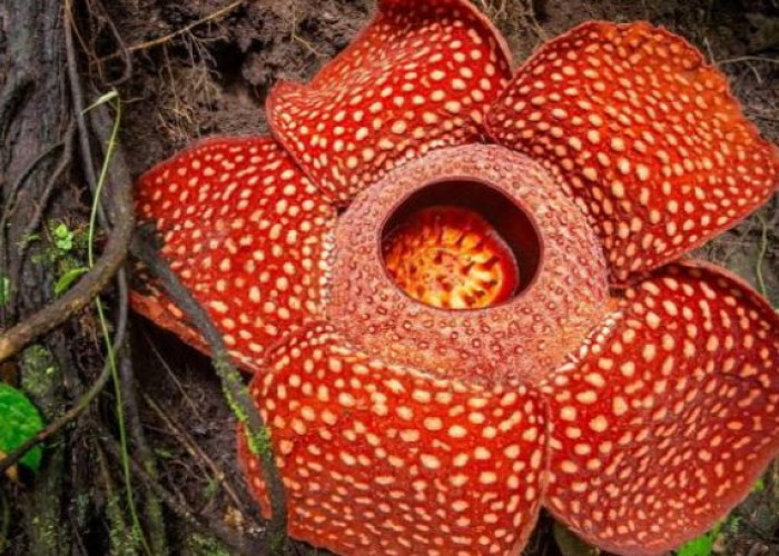 Dibalik Cantiknya Bunga Rafflesia Bengkulu Ternyata Menyimpan Kisah Penuh Ironi dan Ketamakan