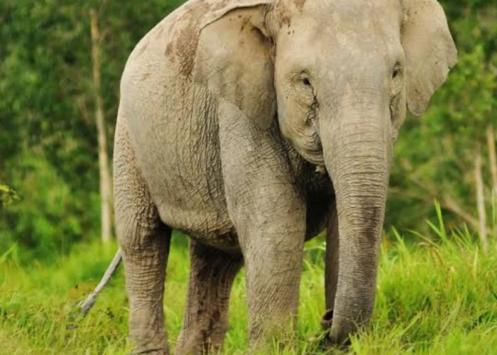 Simak, Ini Jenis-jenis Gajah yang Ada di Indonesia