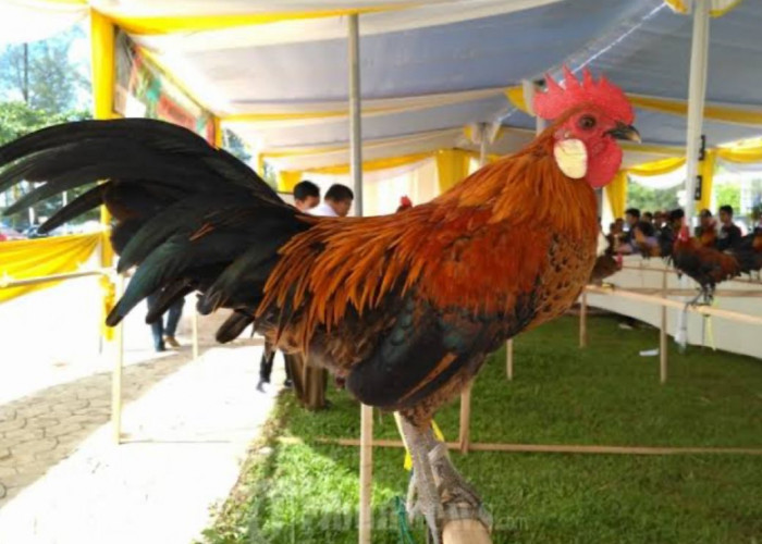Ayam Burgo, Ayam dari Bengkulu yang Berkokok Merdu