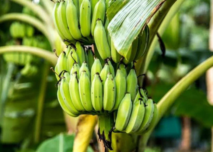 Cara Aman Mematangkan Pisang Menjadi Sempurna tanpa Karbit, Tapi Hanya Menggunakan Ekstra Joss, Ini Caranya