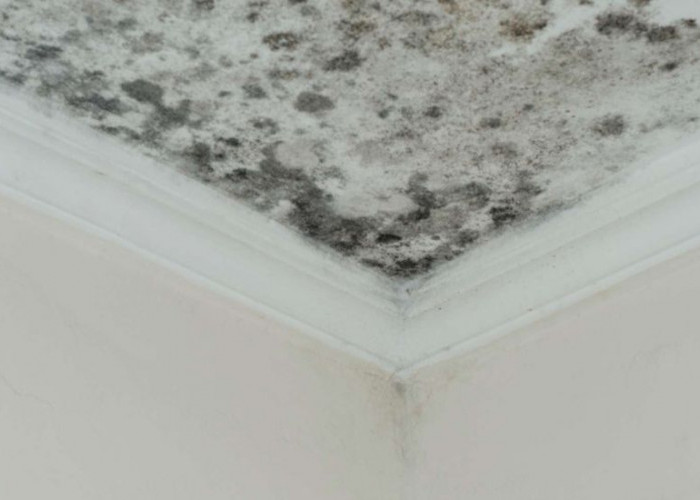 Jangan Lakukan 4 Hal Ini agar Rumah Tidak Bau Apek