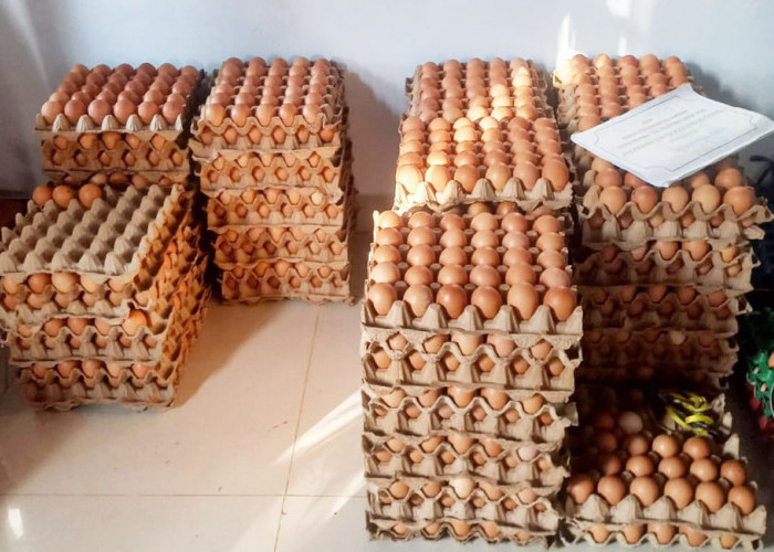 Harga Telur Anjlok, Peternak Lokal Terjepit: Pakan Naik, Pasar Dikuasai Pemodal Besar