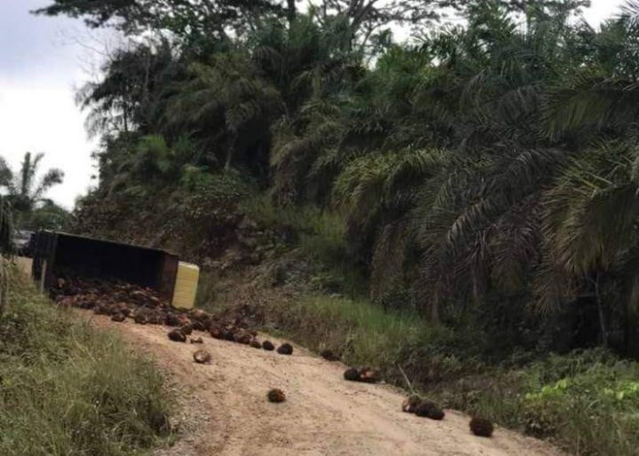 Lagi, Jalan Rusak di Gunung Payung Telan Korban, Truk Pengangkut TBS Terguling