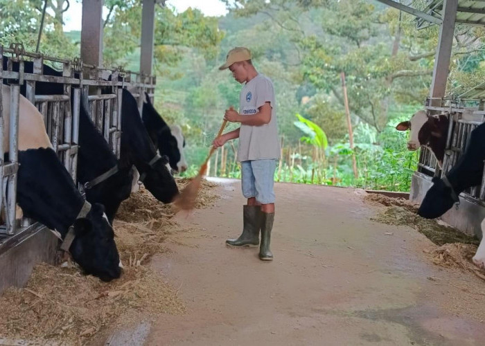 Dapatkan Fasilitas Pembiayaan dan Transaksi dari BRI, Klaster Susu di Ponorogo Berhasil Tingkatkan Produksi