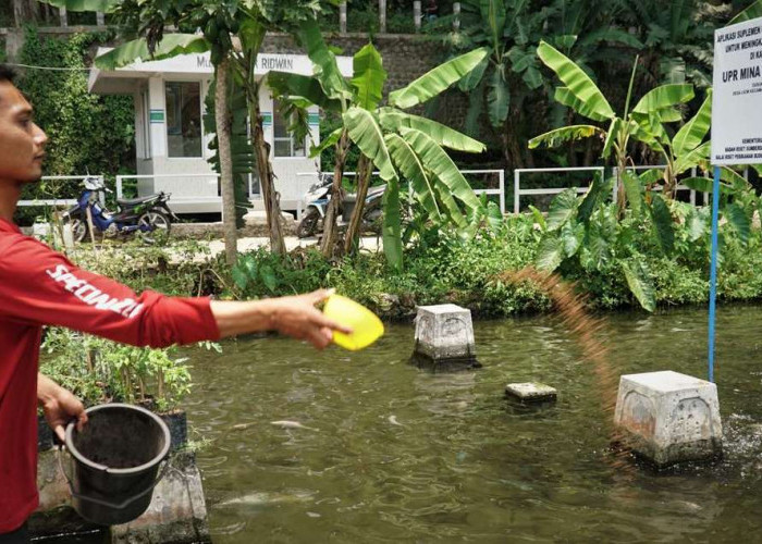 Kandungan Protein Setara Ikan Salmon, Ikan Kancra Diburu Umat Tionghoa Jelang Tahun Baru Imlek