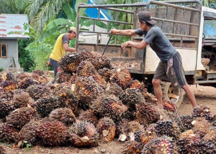 Antrean PKS Membuat Petani Sawit di Pedalaman Panen Sekali Sebulan