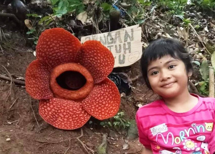 Bunga Rafflesia Masih jadi Primadona, Pesona Keindahan Tempat Wisata Kemumu di Bengkulu Utara 