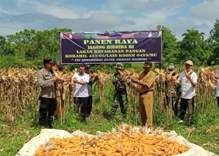 Ditangan Prajurit TNI, Kodim 0423/Bengkulu Utara Berhasil Panen Raya Jagung Hibrida di Padang Jaya 