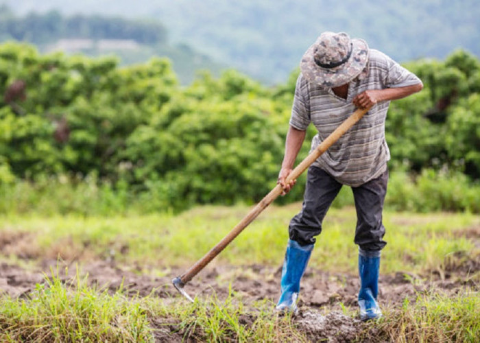 Ratusan Ha Lahan Produktif di Pagardin Tanpa Alas Hak, Kades Minta Terobosan dari BPN