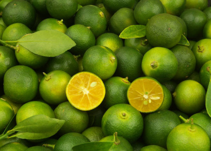 Jadi Salah Satu Oleh-oleh Khas Bengkulu, Ini Cara Membuat Sirup Jeruk Kalamansi