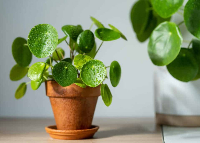 Buat Pecinta Tanaman, Wajib Tahu Jenis Tumbuhan yang Ternyata Bisa Mendatangkan Rezeki