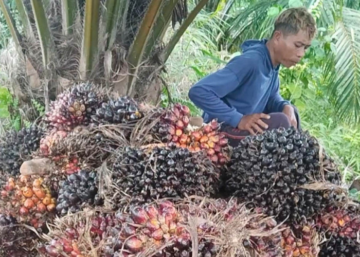 Harga Sawit di Mukomuko Bertahan di Kisaran Rp2.550–Rp2.840/Kg