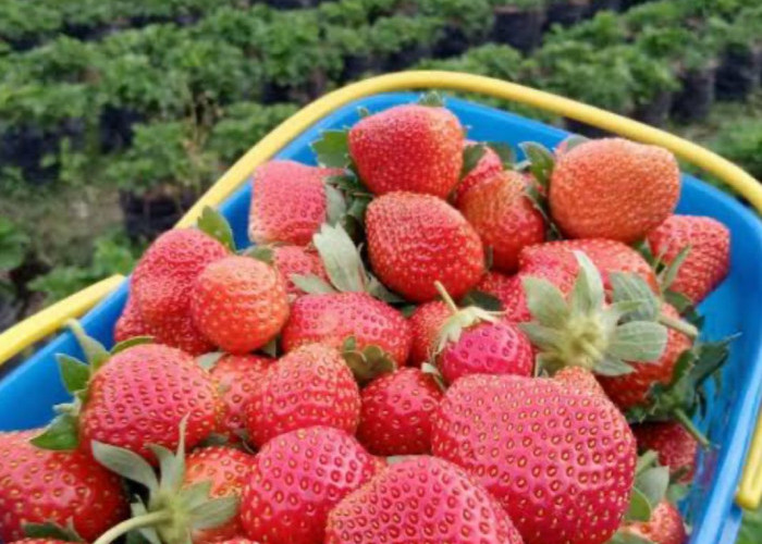 4 Pilihan Wisata Kebun Strawberry Terdekat di Bengkulu, Si Kecil Pasti Senang