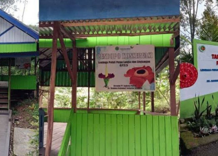 Wisata Edukasi Puspa Langka di Kepahiang, Surganya Spesies Tanaman Langka dari Bengkulu