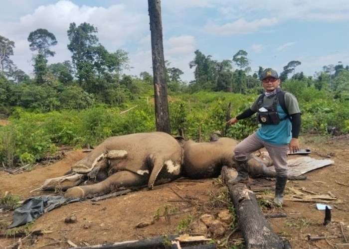 Dua Gajah Mati Misterius, Polres Mukomuko Turun Selidiki Dugaan Kejahatan Satwa