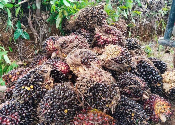 Harga Sawit Tembus Rp2.850/Kg, Petani Diingatkan Jangan Lengah