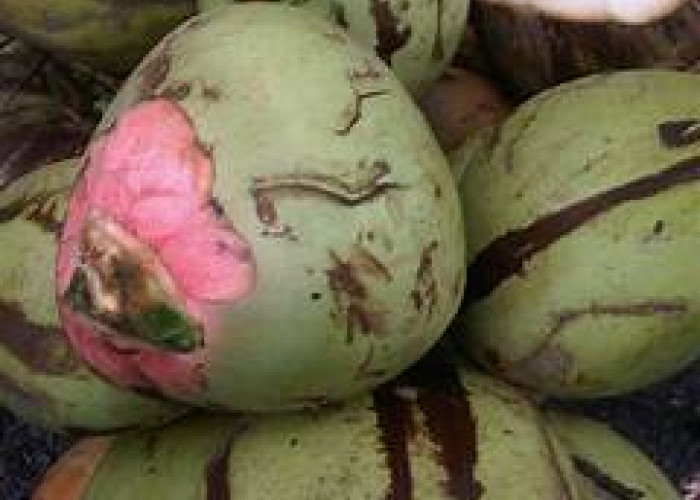 Selain Menyegarkan, Kelapa Merah Ternyata Juga Kaya Akan Manfaat untuk Kesehatan