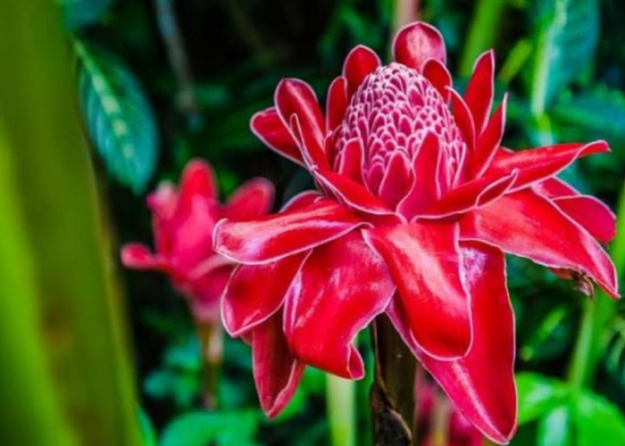 Resep Gulai Unji yang Bisa Kamu Tiru di Rumah dan Dijamin Bakal Menghabiskan Nasi Sebaskom