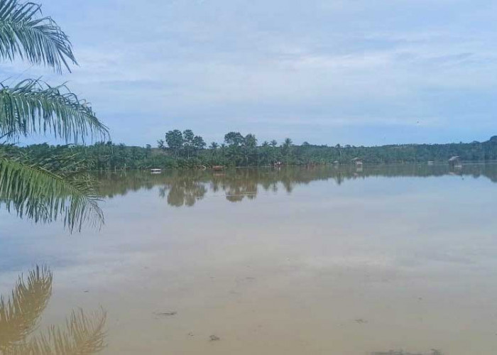 Dampak Banjir, 1,5 Ha Padi Petani Gunung Payung Mati