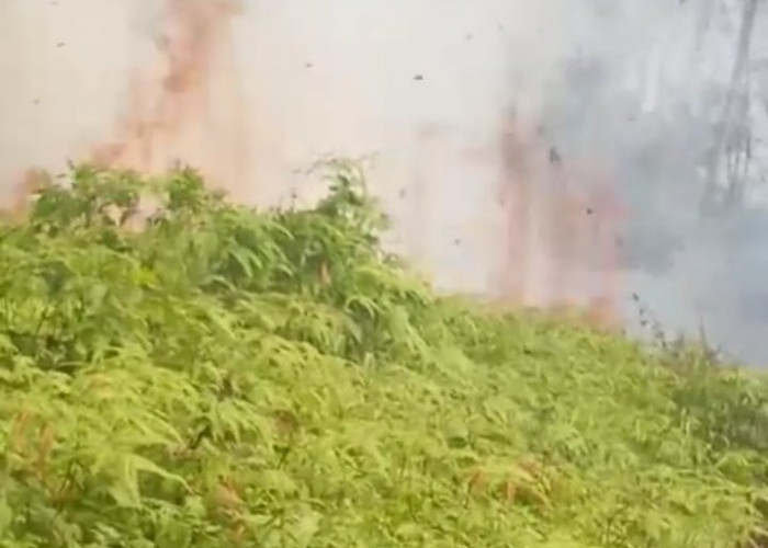 Sore, Ini Lahan Perkebunan Milik PT Air Muring Kembali Terbakar