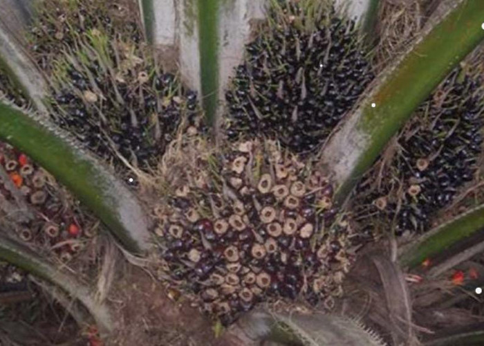 Petani Bisa Gunakan 3 Cara ini untuk Kendalikan Serangan Hama Tikus pada Tanaman Kelapa Sawit