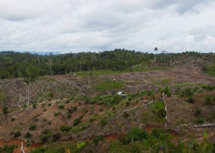 Kades di Bengkulu Utara Terindikasi Ikut Aksi Perambahan dan Terlibat Jual Beli Lahan di HPT Lebong Kandis