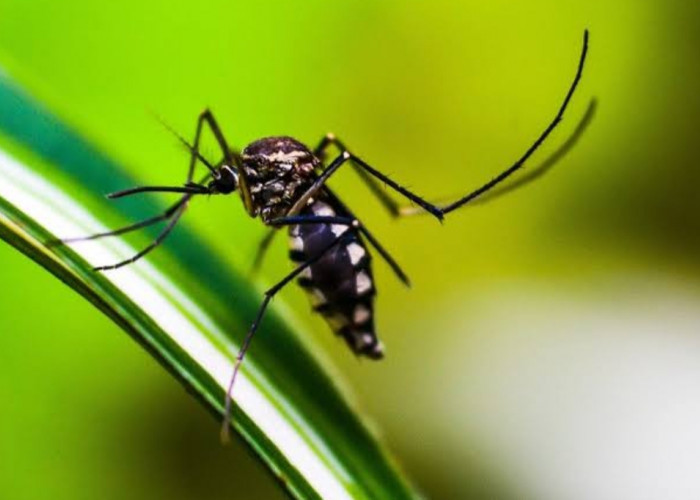 9 Cara Ampuh Usir Nyamuk dari Bahan Alami Ini Bisa Hindarkan dari Serangan DBD hingga Malaria