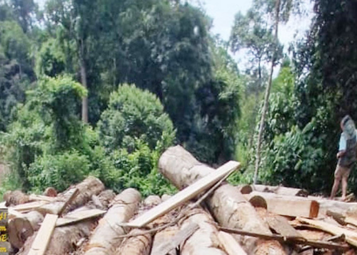 Kawasan BAS Masih Terancam Dugaan Praktik Ilegal Logging