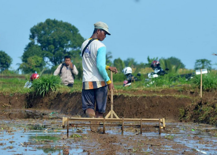 Petani Padi di Bengkulu Utara Keluhkan Jatah Pupuk Semakin Minim, Ini Akibatnya
