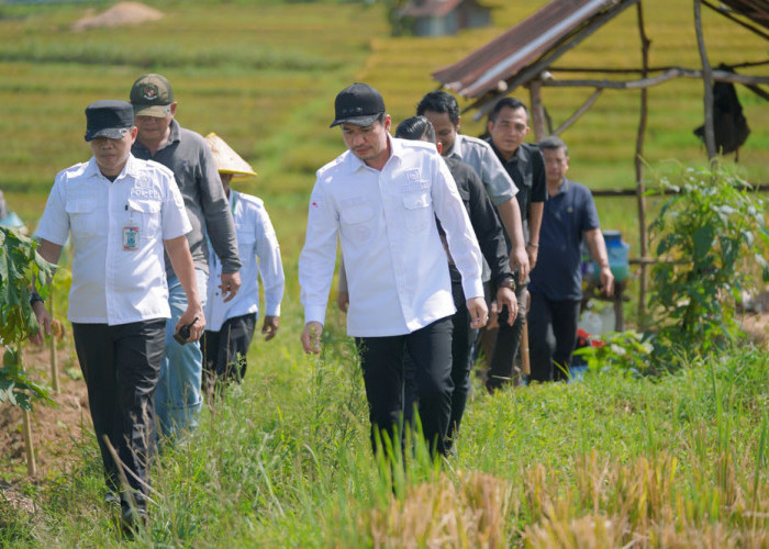 Pemkab Targetkan Penambahan Luas Lahan Tanam Padi 5.900 Hektare 
