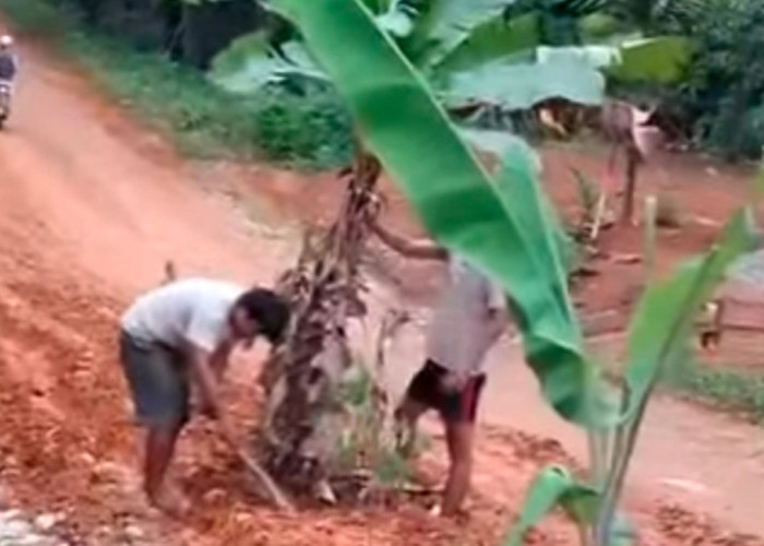 Tanam Pisang di Badan Jalan, Warga Bukit Harapan Kirim Sinyal Keras ke Pemkab Mukomuko
