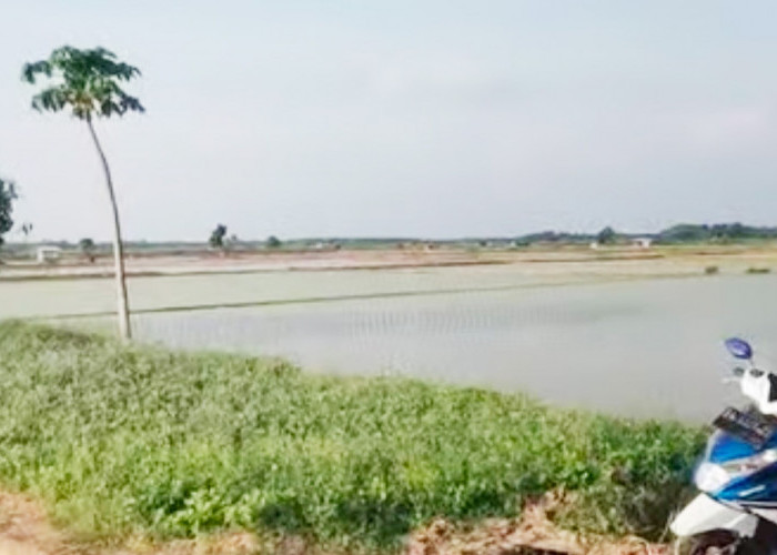 Desa Sumber Makmur jadi Percontohan Integrasi Sawah dan Ternak