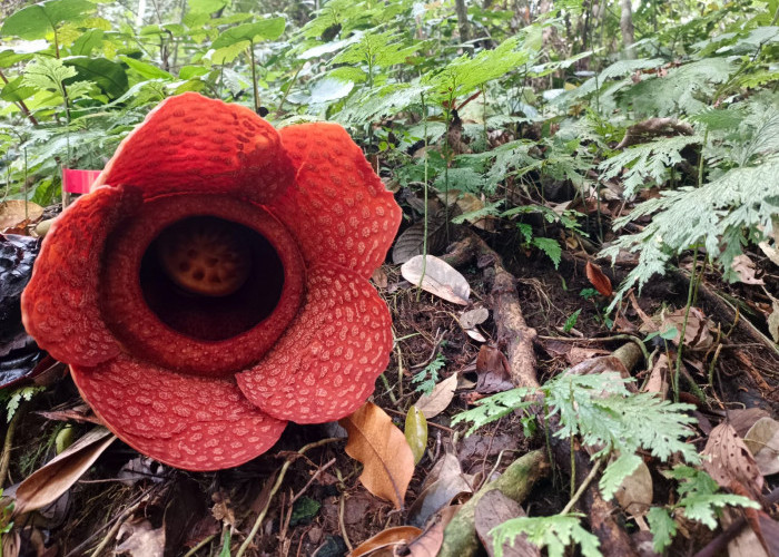 Setelah 3 Bulan Absen, Bunga Rafflesia Kembali Mekar di Wisata Kemumu