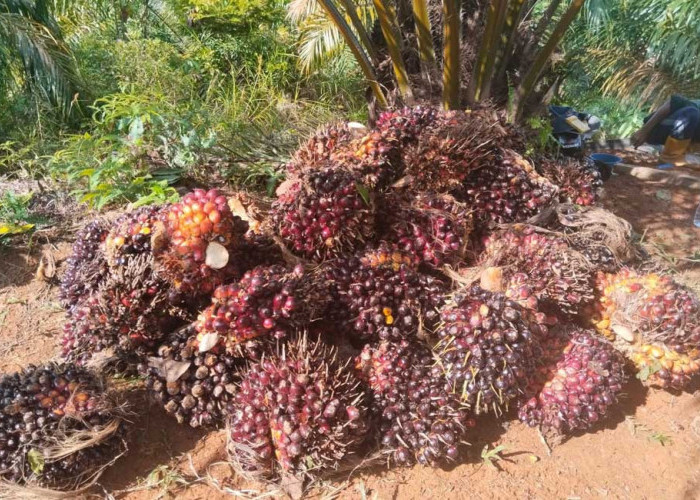 Pasar Sawit di Mukomuko Lesu, Harga di Pabrik Tak Berubah