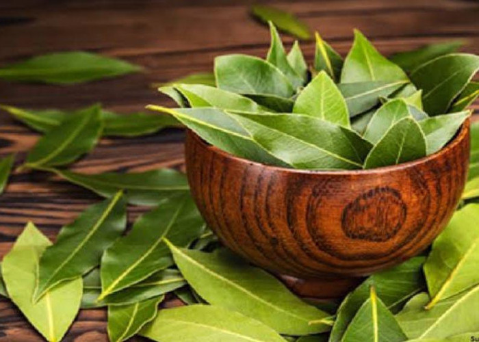 Modal Daun Salam, Kolesterol, Diabetes dan Darah Tinggi, Auto Minggat! Intip Resep ala dr. Zaidul Akbar Disini