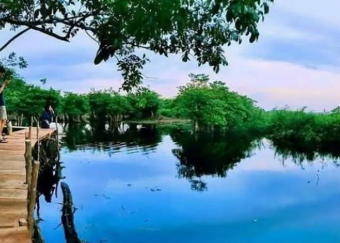 Pulau Kumayan, Satu-satunya Destinasi Wisata Hutan Bakau di Bengkulu yang Menawan