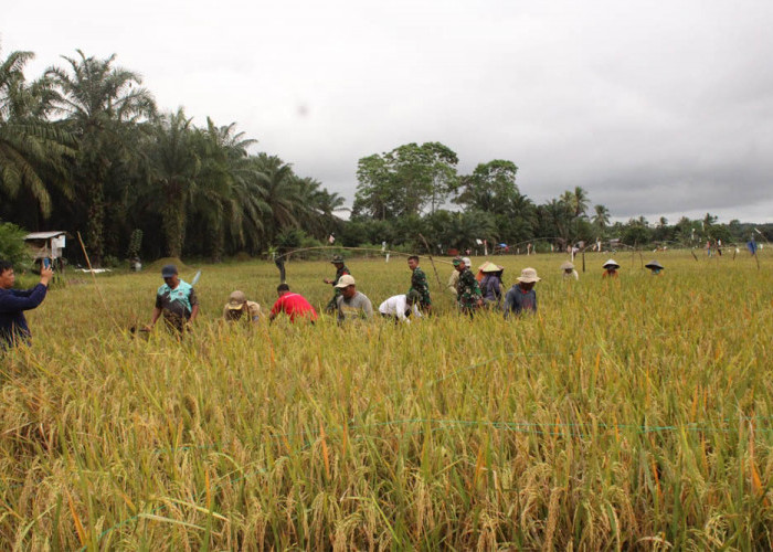 Di Tengah Kenaikan Harga, Pupuk Subsidi untuk Petani Padi Tetap Stabil